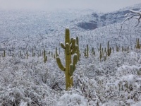 キンッキンに冷えてやがるぜ。砂漠地帯のサボテンに雪が積もる異様な光景(アメリカ・アリゾナ州)