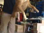 男性閲覧注意！？　飼い犬に股間を蹴られ、悶絶する飼い主の動画がメチャ痛そう