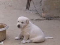 コケコッコー！って、えっ、わんこ？ニワトリそっくりに鳴く子犬