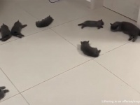 ここは幸せの床かな？ぐで猫が大量に横たわる床