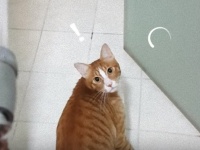 レアケース：水遊びが好きな猫、シャワーで舞い上がる