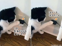 この猫やりおる。自動給餌器の脆弱性をつき、電源プラグを少し抜いて餌をゲット