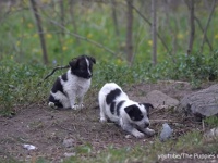チェルノブイリで生まれた子犬たちを保護し、飼い主探しに尽力するアメリカのボランティア団体の活動