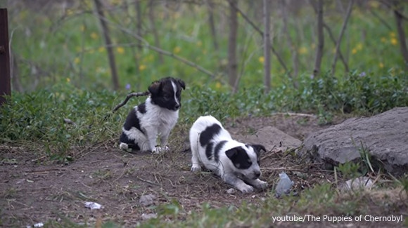 チェルノブイリで生まれた子犬たちを保護し、飼い主探しに尽力するアメリカのボランティア団体の活動