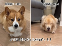 あえて聞こう。家中をゴミだらけにしたのはどっちの犬？