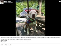 米国ケンタッキー州の小さな町に犬の新町長が誕生！