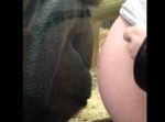 妊婦のお腹に興味津々のオランウータン、その眼には…