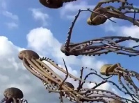 空を泳ぐタコの大群！？タコ型の凧のエイリアンっぷりが半端ない