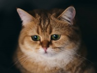猫だって悲しい。共に暮らしていた仲間の犬や猫が死ぬと、悲しみの行動をとることが明らかに