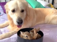 子守犬「バニーちゃんたち、あまり動き回ると危ないよ！」ウサギの赤ちゃんを優しく見守るゴールデン