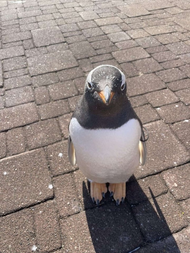 画像提供：登別マリンパークニクス、再掲