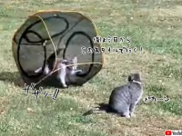 僕が一番、この回し車をうまく使えるんだ！と思い込んでいる猫だがそれ違うやつ