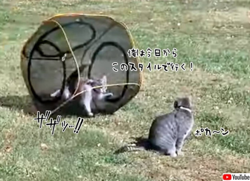 僕が一番、この回し車をうまく使えるんだ！と思い込んでいる猫だがそれ違うやつ