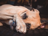 それでも家族の元に戻りたかった。家族に見放された犬が移動中に脱走、200kmの距離を歩いて家に戻ろうとする