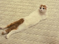 うつ伏せなの？仰向けなの？どっちなの？　猫の〝奇妙なポーズ〟に8.8万人困惑「どこがなに」「芸術の域」