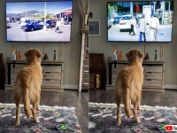 テレビ大好き犬「危ない！そいつは泥棒だよ！」と、画面の中の女性に警告する