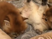 お疲れのあなたに。じゃれまわる子猫たちをただ愛でる動画でほっこりしようよ