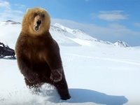 クマに襲われた？スノーモービルでクマを執拗に追い回していたグループのひどい行動が物議をかもす（ロシア）