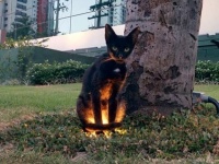 異世界に通じているのか？猫の魔性を垣間見た10の瞬間