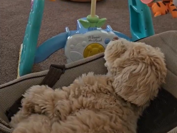 赤ちゃんに憧れて……？あるものでウトウトしちゃったワンちゃんが話題♪