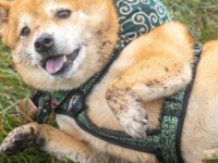 アァーッ！シャンプー行ったばっかりなのにーっ！！　雨上がりに大はしゃぎ...楽しそうな柴犬に3.5万人もん絶
