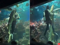 Shall we ダンスに応じたのがサメだった件。ダイバーとサメが水中で熱烈ダンス（ロシア）
