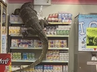 二度見どころの騒ぎじゃない！？コンビニ行ったら巨大オオトカゲが来店していた件。（タイ）