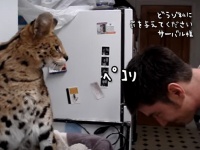 もしかしてそれはご褒美？サーバルキャットに頭を差し出し猫パンチを食らう男性。そのパンチ力が凄かった。