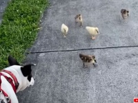「犬パイセン！」犬の散歩中、ヒナたちが次々と駆け寄り、挨拶していく件（アメリカ）
