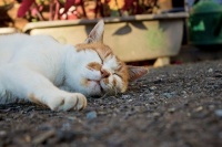 【本当？嘘？】睡眠時間が少ない人は太りやすい噂の真相とは？