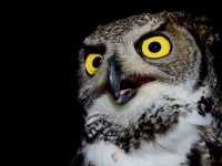夜型人間の人生がハードモードな理由（オーストラリア研究）