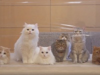 30回再生余裕。ただただかわいい、個性豊かな7匹の猫たちの見えない壁に対する反応