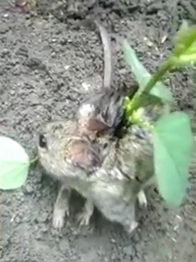 背中から植物