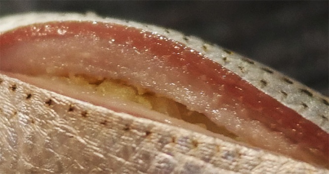 hayashi7
