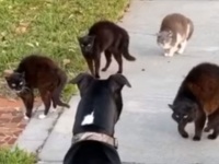 猫の大包囲網。散歩中の犬に武力行使、集団で排除（アメリカ）