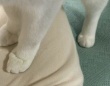 なぜピンポイントでその部位を？　謎の〝猫あるある〟に6.8万人ニッコリ