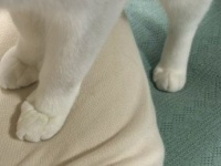 なぜピンポイントでその部位を？　謎の〝猫あるある〟に6.8万人ニッコリ