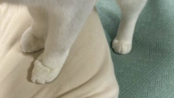 なぜピンポイントでその部位を？　謎の〝猫あるある〟に6.8万人ニッコリ