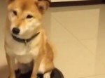 ルンバに乗って、柴犬は闇へと吸いこまれていった・・・