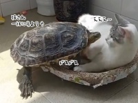 「ご一緒しますから！」強引に猫の寝場所に突入する亀