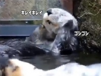 お顔のお手入れ大事やから。ラッコ2匹のかわいいフェイスマッサージ