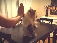 「はい、何度でもやったげるよ！」名前を呼べばハイタッチしにきてくれる律儀猫
