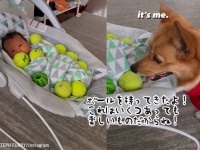 ひとりっ子だった犬に人間の弟ができた！あらん限りのおもちゃを差し出し全力で愛情を示すコーギー