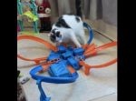 気の毒だけどかわいい…！　おもちゃの車に翻弄されるネコ！