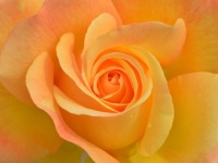 オレンジのバラは「絆」。友情を伝えたい時に贈る花