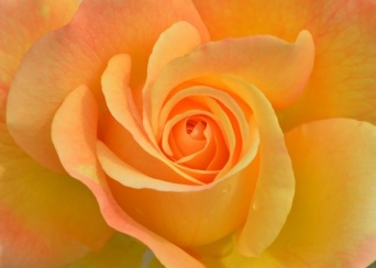 オレンジのバラは「絆」。友情を伝えたい時に贈る花