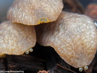 餅菓子みたいだろ？でもこれ生き物なんだぜ。2つ並んだつぶらな目玉がかわいい「アシヒダナメクジ」