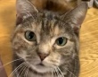 カメラ目線でおねだりするネコちゃんにハートをわしづかみにされちゃう♪キュートな手にも注目！