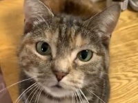 カメラ目線でおねだりするネコちゃんにハートをわしづかみにされちゃう♪キュートな手にも注目！