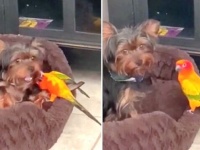 インコの「ねえねえ！起きて起きて！遊ぼ遊ぼ！」攻撃に、昼寝をあきらめるざるを得なかった犬